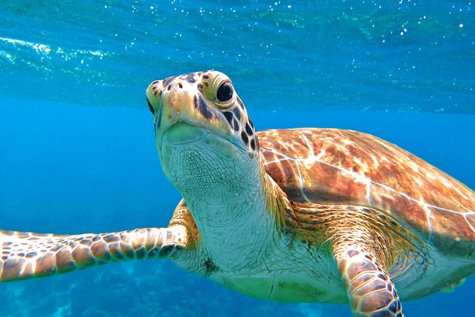Private Full Day Sail/ Snorkel Experience USVI (Sapphire Marina, STT pick up) - Sailing time is part of the experience