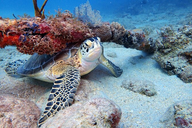 Private Half-Day Guided Snorkeling Charter in St. Thomas - Why a private boat changes the St. Thomas snorkel day