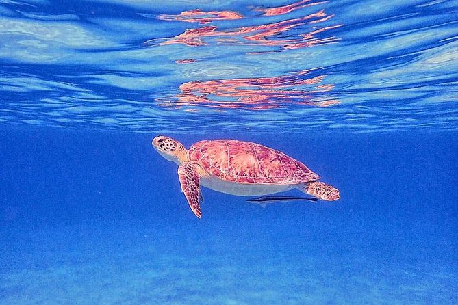 Private Half-Day Guided Snorkeling Charter in St. Thomas - Christmas Cove and the Greater St. James waters