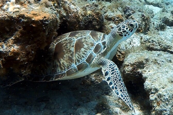 Private Half-Day Guided Snorkeling Charter in St. Thomas - What is included, and what you still need to arrange