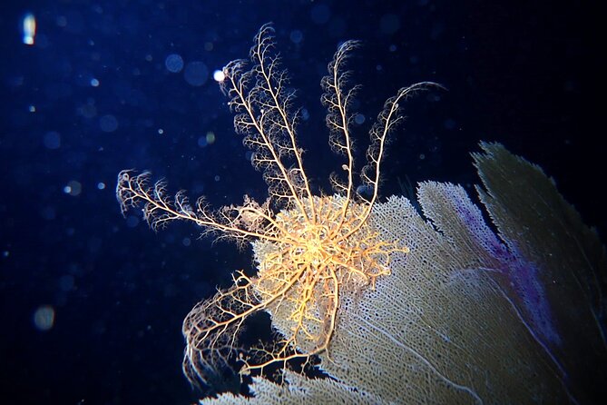 Private Sunset Charter + Guided Night Snorkeling in St Thomas - A Sunset Start From Saga Haven Marina