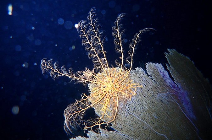 Private Sunset Charter + Guided Night Snorkeling in St Thomas - A Guide Matters More at Night