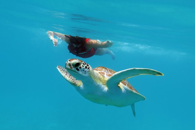Reef and Turtle Adventure - Kayak and Snorkel Tour - Why the two-stop format works so well