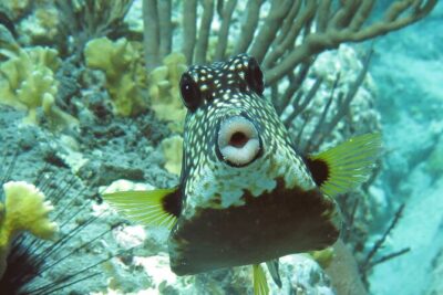 Reef and Turtle Adventure – Kayak and Snorkel Tour
