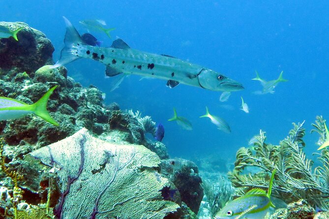 Reef and Turtle Adventure - Kayak and Snorkel Tour - Stop one: a coral reef with fish and small sea life
