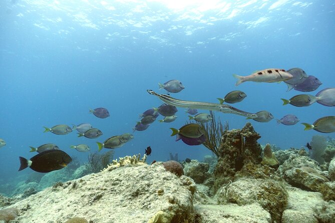 Reef and Turtle Adventure - Kayak and Snorkel Tour - A cooler lunch that keeps the day simple