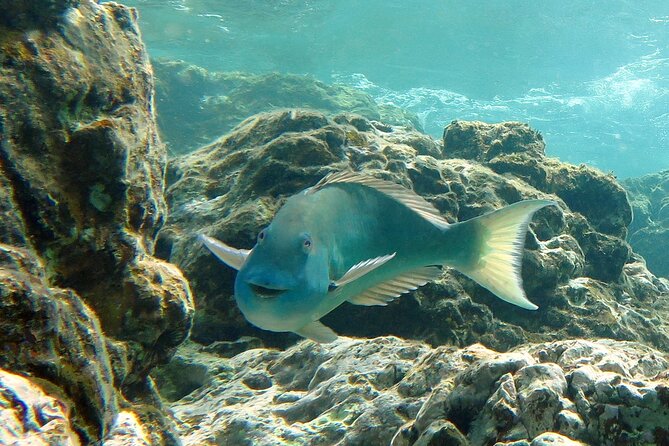 Reef and Turtle Adventure - Kayak and Snorkel Tour - What $159 buys you