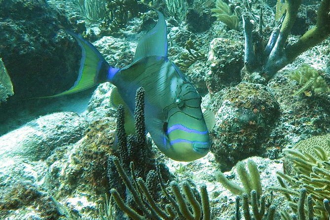 Reef and Turtle Adventure - Kayak and Snorkel Tour - Who will get the most from this outing