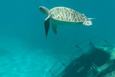 Sail and Snorkel Private Charter – Mid-Day Sail 1230pm to Sunset