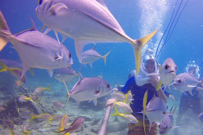 Sea Trek Helmet Dive at Coral World Ocean Park - How Long the Underwater Time Really Feels