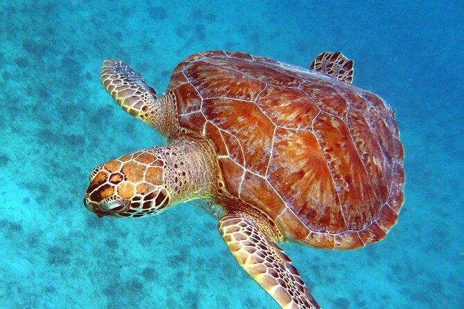 Small Group Sea Turtle Tour (Guaranteed to see turtles) - Why this St. Thomas turtle tour works so well