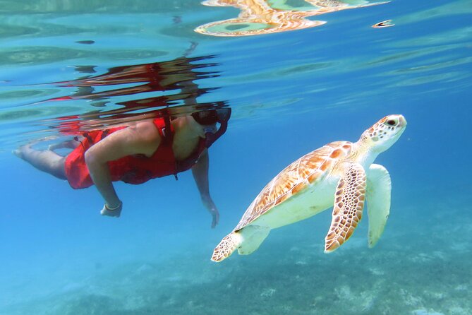 Small Group Sea Turtle Tour (Guaranteed to see turtles) - Two hours, used at a comfortable pace