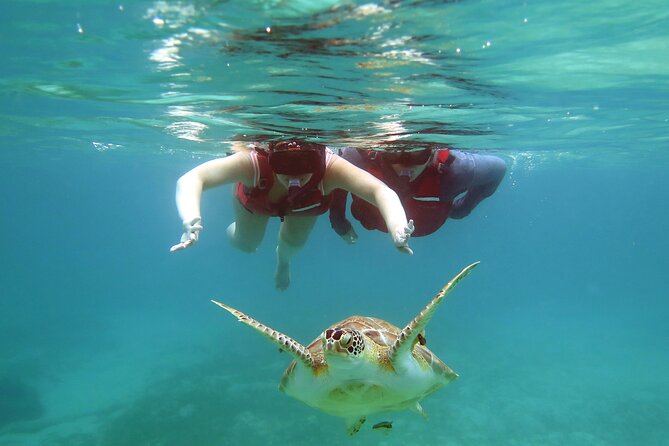 Small Group Sea Turtle Tour (Guaranteed to see turtles) - Who should book this snorkel