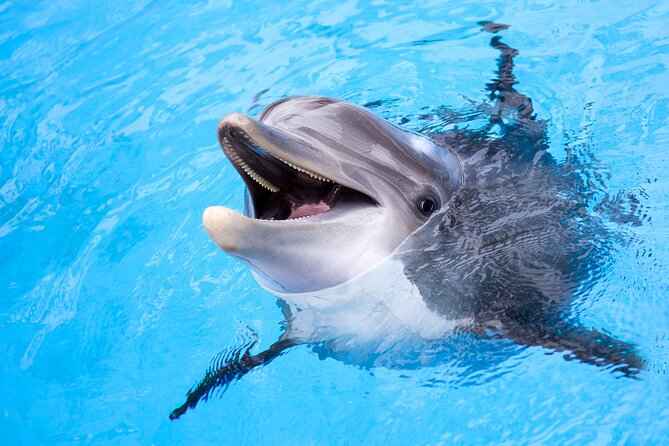 Snorkel and Sunset Cruise from Margaritaville Resort - Booking, cancellation, and timing tips