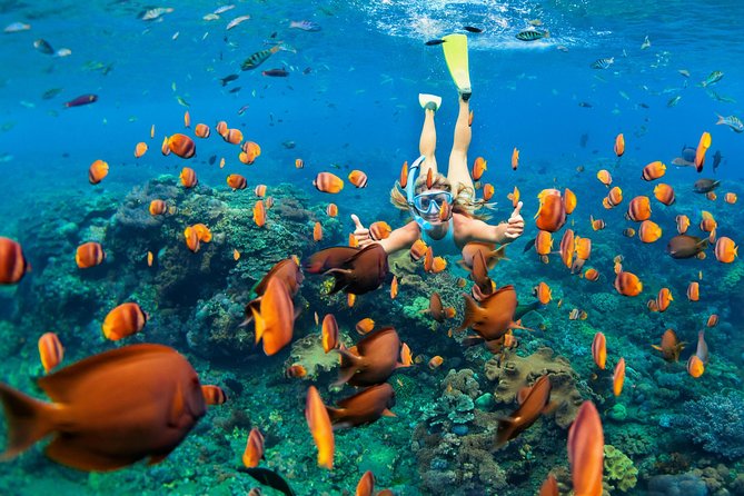 Snorkel & Swim with Turtles. Semi Private Tour to Buck Island & Honeymoon Beach - Key points to know before booking