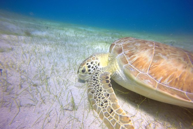 Snorkeling Adventure in St Thomas - Second stop: more time to look for turtles and rays
