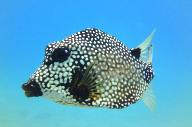 Snorkeling Adventure in St Thomas - What the price includes at $129