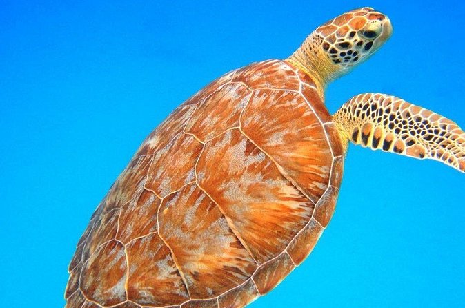 Snorkeling Adventure in St Thomas - Who will enjoy this most