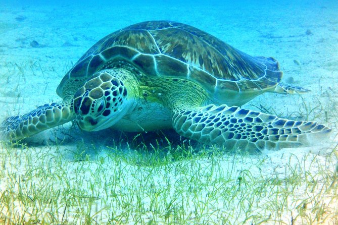 Snorkeling Adventure in St Thomas - Learning the ropes before entering the water