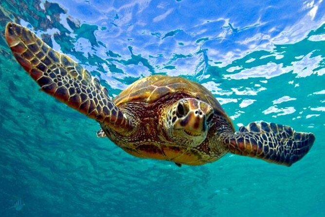 Snorkeling with Sea Turtles at St. Thomas - Key points to know before booking