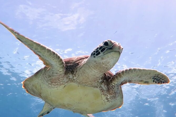 Snorkeling with Sea Turtles at St. Thomas - Meeting the turtles at the seagrass beds