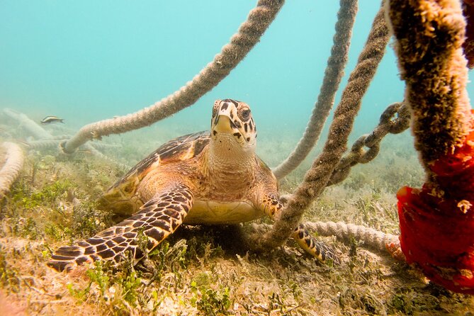 Snorkeling with Sea Turtles at St. Thomas - From Kimbas Food Truck to the water