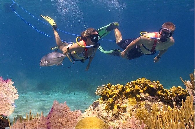 Snuba Adventure at Coral World Ocean Park - Who should choose this activity