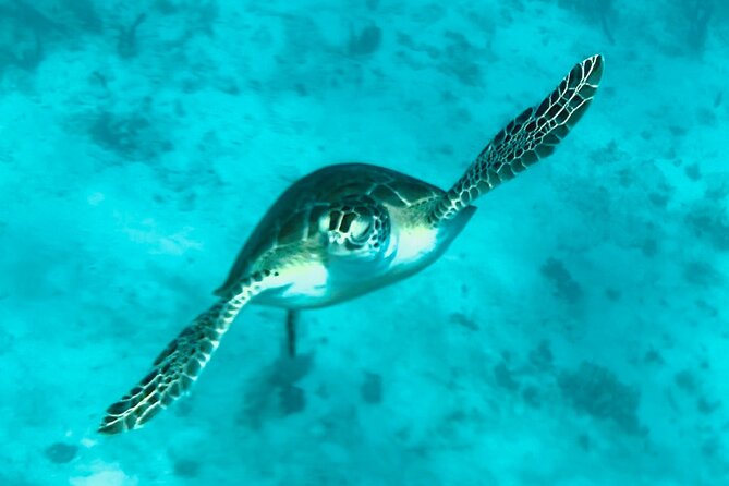 St. John Luxury Catamaran Turtle Snorkel and Cays Full Day - The Ledges of Little St. James: your final choice