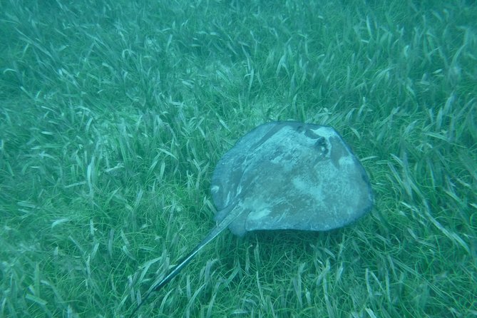 St John & Surrounding Cays - Full-Day Sail/Snorkel, 6 Guests Max - What the snorkeling stops can offer