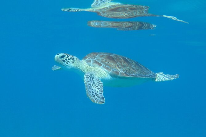 St Thomas Kayak and Sea Turtle Snorkel Excursion - Key Points to Know Before You Paddle