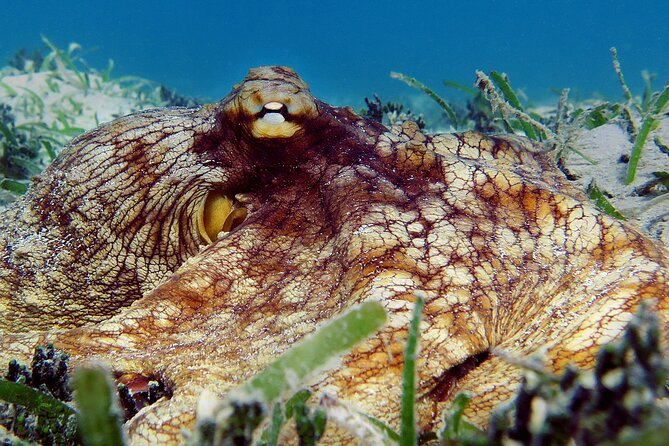 St Thomas Kayak and Sea Turtle Snorkel Excursion - How Much Value You Get for $139