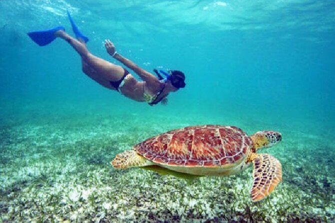St. Thomas Maho Bay Turtle Snorkel Sail - Ritz-Carlton - What you may see in Maho Bay