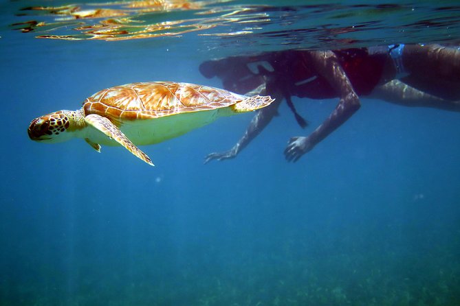 St Thomas Sea Turtle Snorkel Kayak Adventure Tour - At a Glance