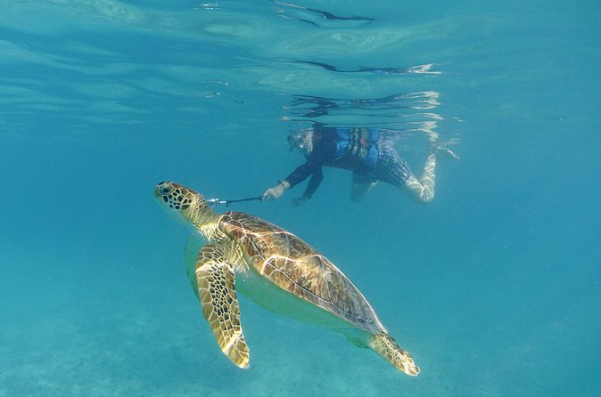 St Thomas Sea Turtle Snorkel Kayak Adventure Tour - Kayaking: Scenic, but Not a Gentle Add-On