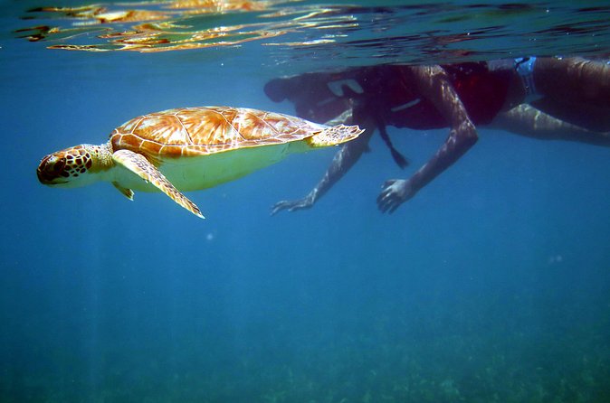St Thomas Sea Turtle Snorkel Kayak Adventure Tour - Lunch on the Beach and What Comes in the Cooler