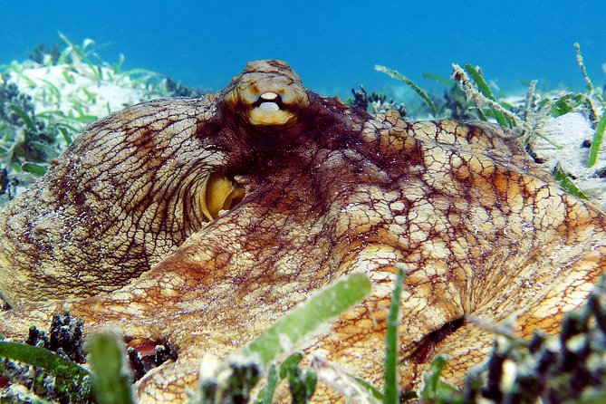 St Thomas Sea Turtle Snorkel Kayak Adventure Tour - The Guides Are a Major Part of the Experience