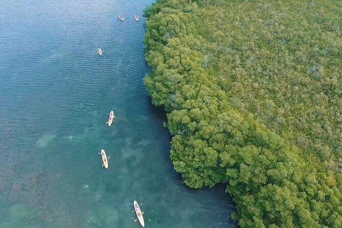 St Thomas Shore Excursion: Mangrove Lagoon Kayak and Snorkel Tour - Who will enjoy this tour most