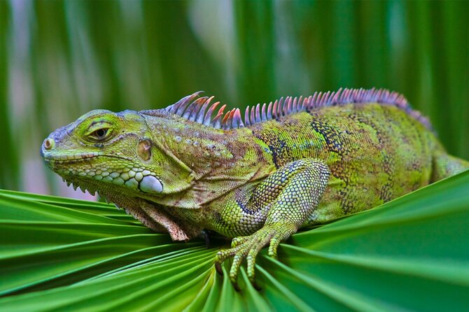 Sunset Kayak Tour in the Mangrove Lagoon, St Thomas - What $59 Includes, and Where the Value Lies
