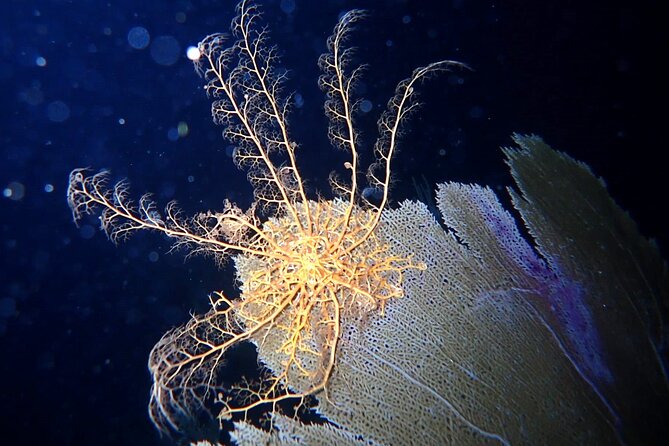 Sunset on the Water + Night Snorkeling with Guide in St. Thomas - Why the guided format matters after dark