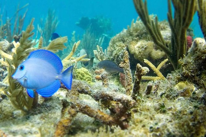 The Baths, Virgin Gorda, Cooper Island & Norman Island Snorkel - Why The Baths makes this day worth considering