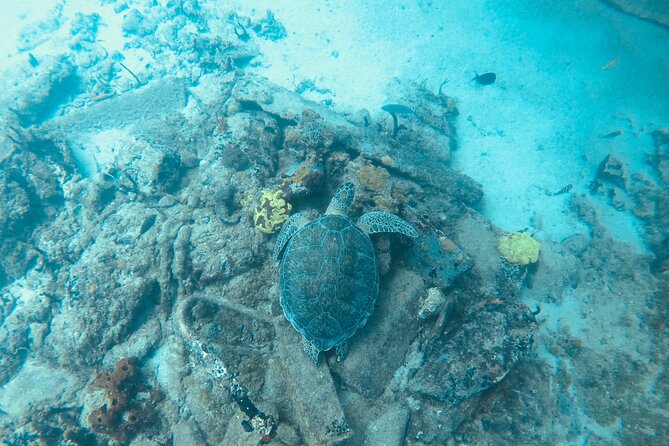 The Frederiksted St. Croix Sea Turtles Snorkeling Tour - The Meeting Point Is the One Detail to Confirm