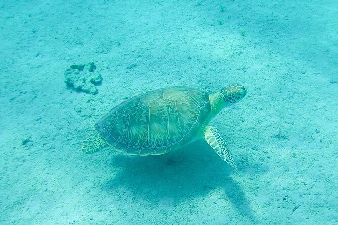 The Frederiksted St. Croix Sea Turtles Snorkeling Tour - Who Will Enjoy This Snorkel Most