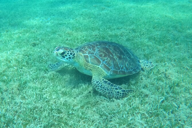 The Frederiksted St. Croix Sea Turtles Snorkeling Tour - Fish, Coral, and the Seagrass Bed