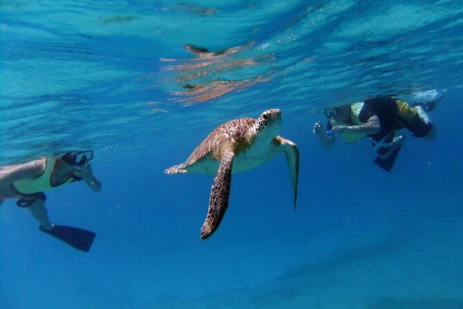 Turtle Cove Catamaran Snorkel and Sail at Little Buck Island STT - A comfortable catamaran ride to Little Buck Island