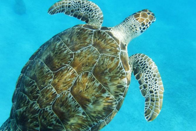 Turtle Cove Catamaran Snorkel and Sail at Little Buck Island STT - What the $119 price really covers