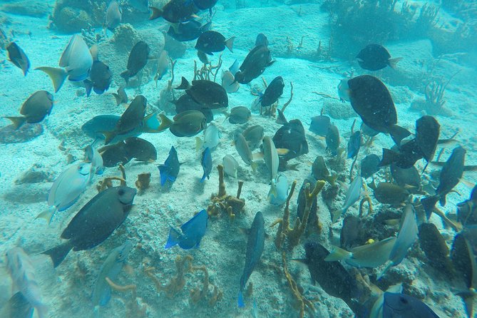 Turtle Cove Catamaran Snorkel and Sail at Little Buck Island STT - Booking, cancellation, and small details that matter