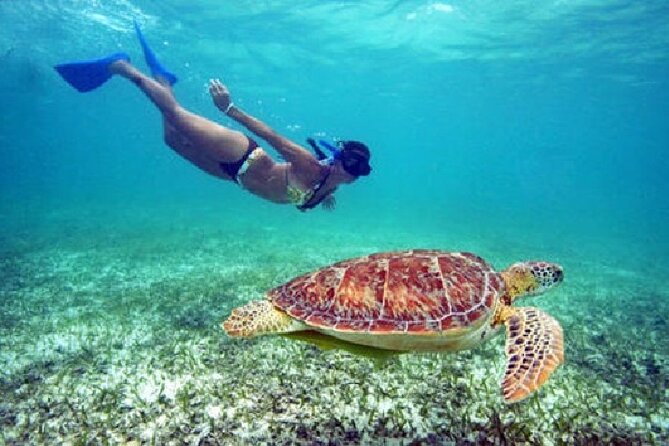 Turtle Snorkel Sail on Buck Island from Frenchman's Reef - Buck Island snorkeling gives this trip its purpose