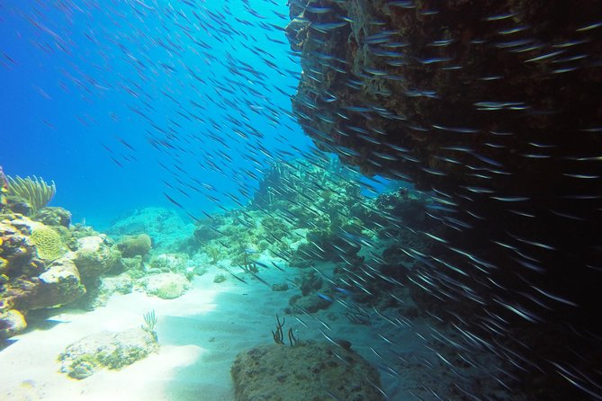 Two-Tank Dive for Certified Diving in St Thomas - Should you book the Aqua Marine two-tank trip?