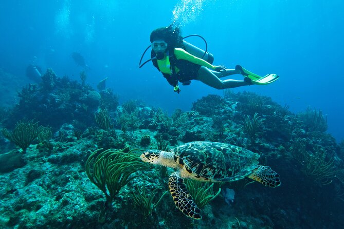 Two-Tank Morning Dive Trip for Certified Divers - Why this morning trip works well in St. John